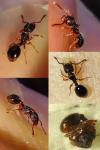 Myrmecina graminicola
