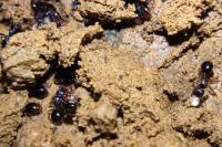 Myrmecina graminicola