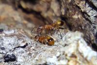 Temnothorax unifasciatus