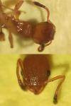 Temnothorax unifasciatus