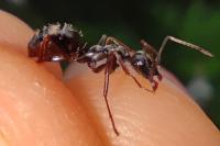 Formica gagates