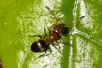 Lasius brunneus