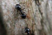 Lasius fuliginosus