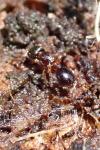 Myrmecina graminicola