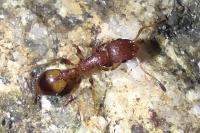 Temnothorax unifasciatus