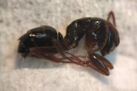 Camponotus fallax