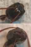 Camponotus fallax