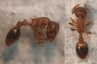 Temnothorax nylanderi