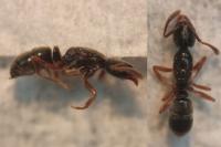 Hypoponera eduardi