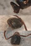 Hypoponera eduardi