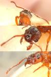 Myrmica bibikoffi
