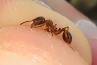 Aphaenogaster subterranea