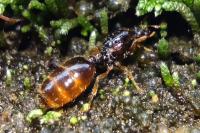 Solenopsis fugax