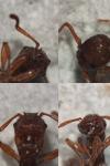 Myrmica sabuleti