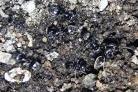 Tapinoma darioi