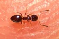 Plagiolepis pygmaea