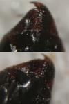 Tapinoma darioi