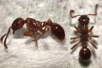 Myrmica rubra
