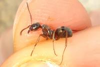 Formica cunicularia