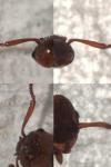 Myrmica specioides