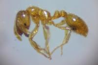 Solenopsis fugax