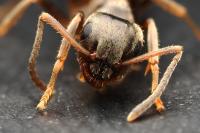 Lasius niger
