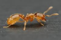 Solenopsis fugax