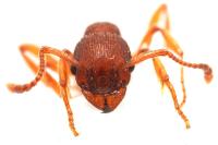 Myrmica gallienii