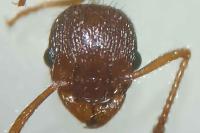 Myrmica gallienii