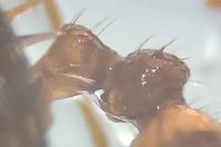 Myrmica gallienii