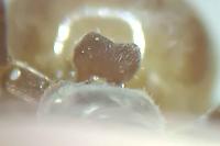 Lasius