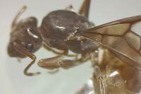 Lasius