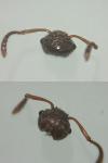 Myrmica gallienii