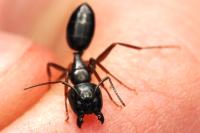 Camponotus fallax