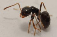 Plagiolepis schmitzii