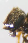 Plagiolepis schmitzii