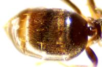 Plagiolepis schmitzii