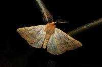 Colotois pennaria
