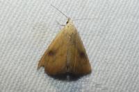 Rivula sericealis