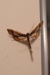 Hydriris ornatalis