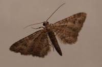 Gymnoscelis rufifasciata