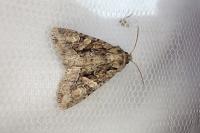Dryobotodes tenebrosa