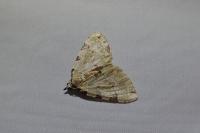 Colostygia pectinataria