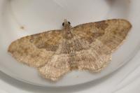Nycterosea obstipata