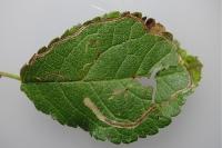 Lyonetia clerkella