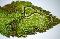 Lyonetia clerkella