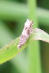 Crocidosema plebejana