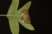 Parornix anglicella
