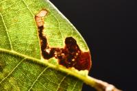 Stigmella suberivora