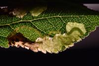 Ectoedemia spinosella